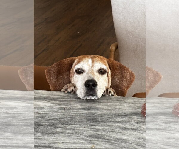 Medium Photo #3 Beagle Puppy For Sale in Tampa, FL, USA