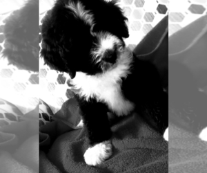 Bernedoodle Puppy for sale in OTTAWA, OH, USA