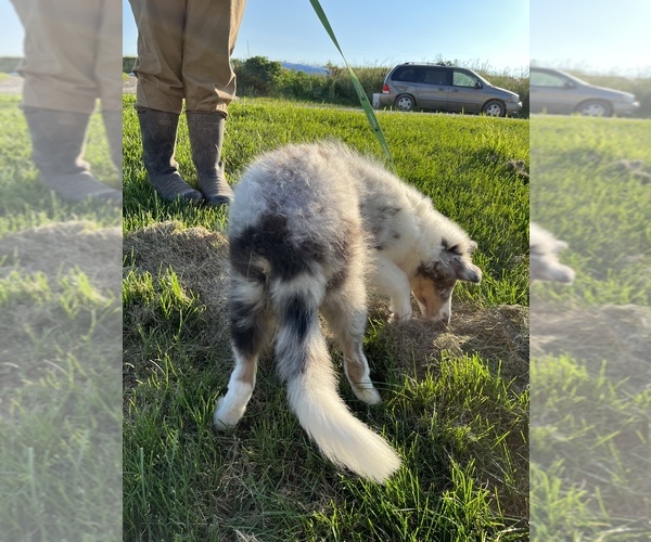 Medium Photo #5 Collie Puppy For Sale in WATERVILLE, IA, USA