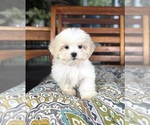 Image preview for Ad Listing. Nickname: Miles