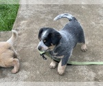 Small #1 Australian Cattle Dog