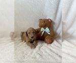 Small Photo #4 Goldendoodle Puppy For Sale in CHESNEE, SC, USA
