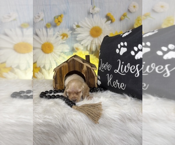 Medium Photo #3 Cocker Spaniel Puppy For Sale in RIPLEY, MS, USA