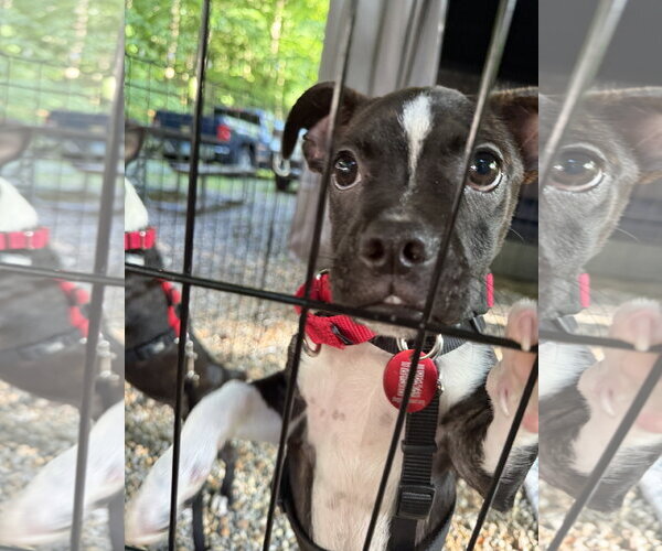 Medium Photo #4 Boston Terrier-Jack Russell Terrier Mix Puppy For Sale in Wakefield, RI, USA
