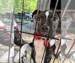 Small #3 Boston Terrier-Jack Russell Terrier Mix