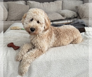 Goldendoodle (Miniature) Dogs for adoption in MEDINA, OH, USA