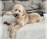 Small Goldendoodle (Miniature)