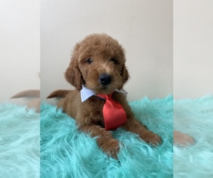 Goldendoodle (Miniature) Puppy for sale in ORLANDO, FL, USA