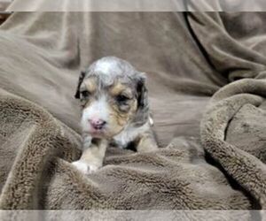 Aussiedoodle Miniature Puppy for sale in LEBANON, OR, USA