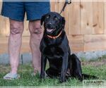 Small #1 Labrador Retriever