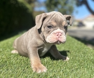 English Bulldog Puppy for sale in TUCSON, AZ, USA