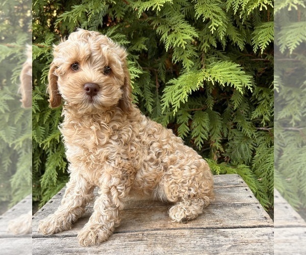 Medium Photo #2 Cockapoo Puppy For Sale in MIDDLEBURY, IN, USA
