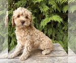 Small #1 Cockapoo