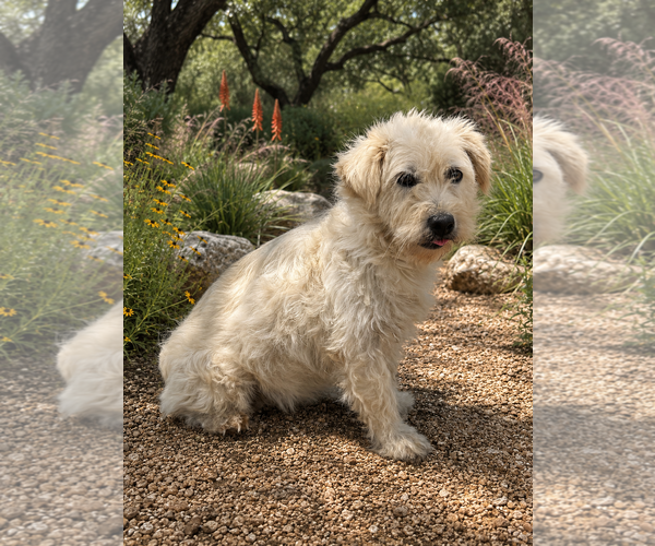 Medium Photo #1 Mutt Puppy For Sale in PIPE CREEK, TX, USA