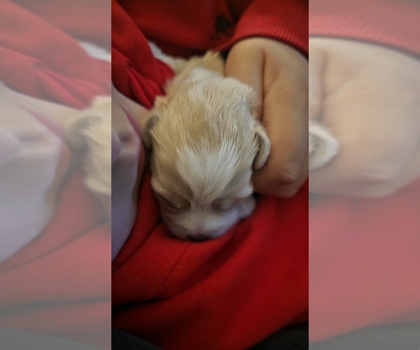 Medium Photo #4 Maltipoo Puppy For Sale in BREMERTON, WA, USA