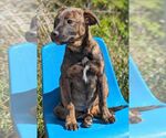 Small Mountain Cur Mix