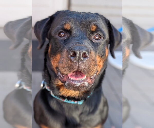 Medium Photo #3 Rottweiler Puppy For Sale in Hillsboro, NH, USA