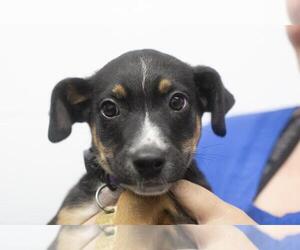 Medium Labrador Retriever Mix