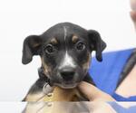 Small Labrador Retriever Mix