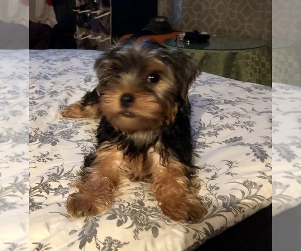 Medium Photo #1 Poodle (Toy)-Yorkshire Terrier Mix Puppy For Sale in SEYMOUR, IN, USA