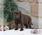 Small Photo #5 Labrador Retriever Puppy For Sale in EPHRATA, PA, USA