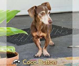 Coco Button - Male Dachshund Dog for Adoption - Photo #10