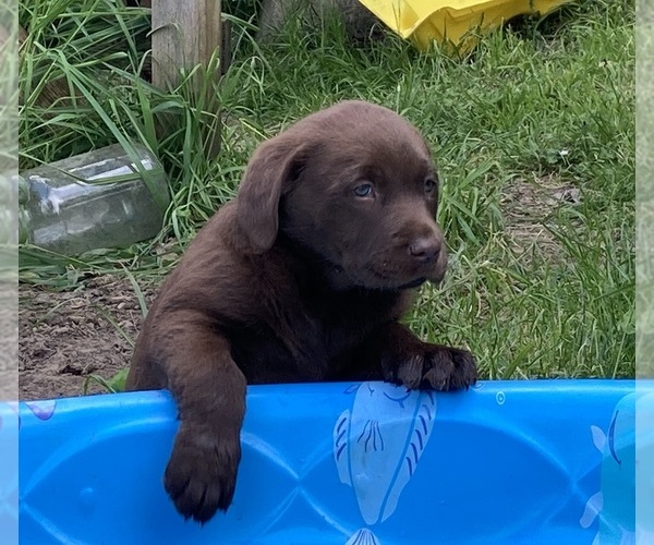 Medium Photo #10 Labrador Retriever Puppy For Sale in ALDERPOINT, CA, USA