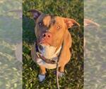 Small American Staffordshire Terrier