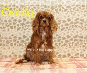 Mother of the Cavapoo puppies born on 07/10/2025