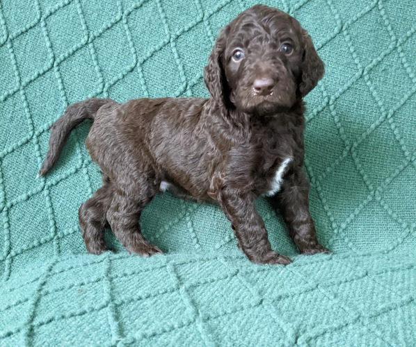 Medium Photo #1 Bordoodle-Poodle (Standard) Mix Puppy For Sale in HUNTINGDON VALLEY, PA, USA