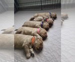 Image preview for Ad Listing. Nickname: Litter of 3