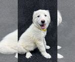 Small #1 Great Pyrenees Mix