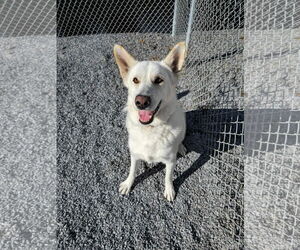 Toby GSD - Male German Shepherd Dog Dog for Adoption - Photo #4