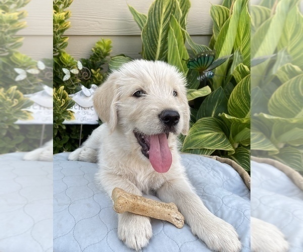 Medium Photo #2 Goldendoodle Puppy For Sale in REIDSVILLE, NC, USA