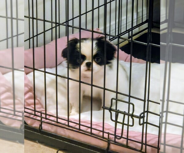 Medium Photo #3 Japanese Chin Puppy For Sale in VIERA, FL, USA