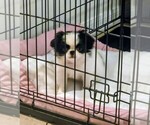 Small #2 Japanese Chin