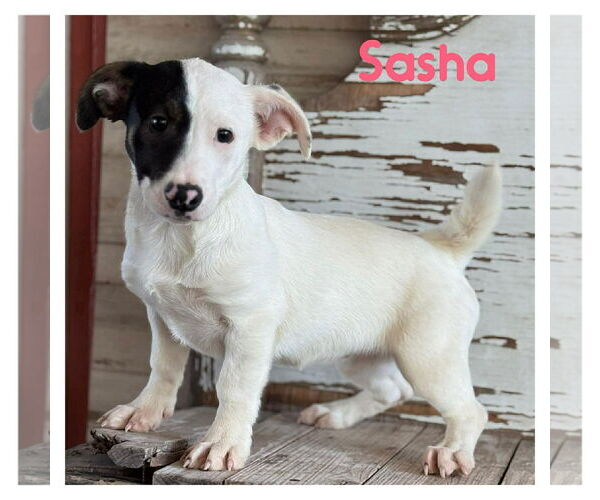 Medium Photo #1 Mutt Puppy For Sale in Jefferson, NJ, USA