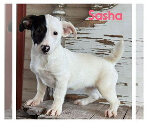 Mutt Dogs for adoption in Jefferson, NJ, USA