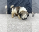 Small Photo #15 Shih Tzu Puppy For Sale in SAINT AUGUSTINE, FL, USA