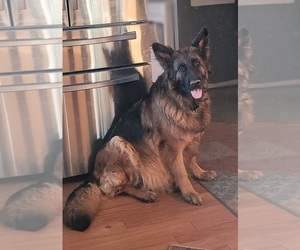 Mother of the German Shepherd Dog puppies born on 05/27/2022