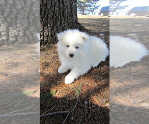 Samoyed Puppy for sale in THORP, WI, USA