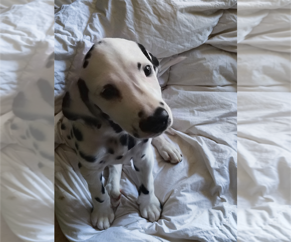Medium Photo #3 Dalmatian Puppy For Sale in CHARLOTTE, NC, USA