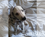 Small #2 Dalmatian