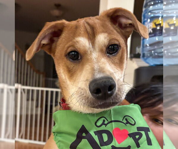 Medium Photo #2 Mutt Puppy For Sale in Arlington, VA, USA