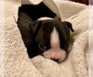 Boston Terrier Puppy for sale in WASHBURN, MO, USA
