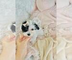 Small #4 Poodle (Toy)