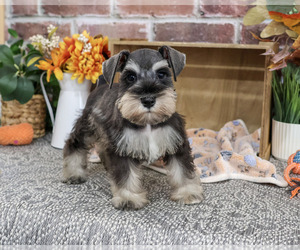 Schnauzer (Miniature) Puppy for sale in SYRACUSE, IN, USA
