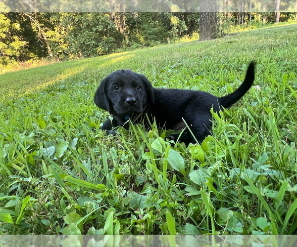 Medium Photo #4 Labrador Retriever Puppy For Sale in MARSHFIELD, MO, USA
