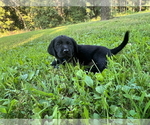 Small #3 Labrador Retriever