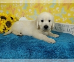 Small Photo #3 English Cream Golden Retriever Puppy For Sale in COLORADO SPRINGS, CO, USA